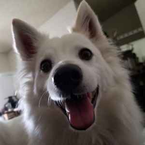 Meet your Posher, Han